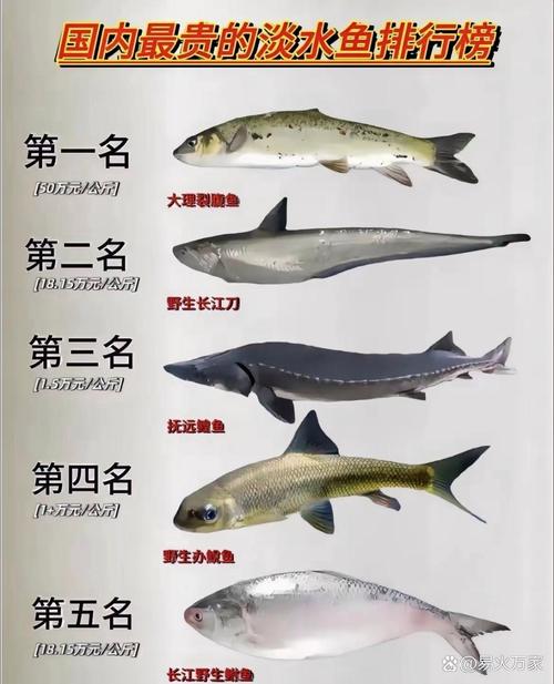 名贵淡水鱼品种有哪些？-图3