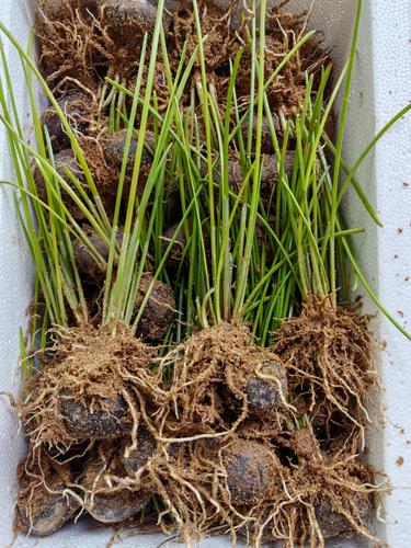 马蹄高产个大咋实现？种植技术有啥诀窍？-图2