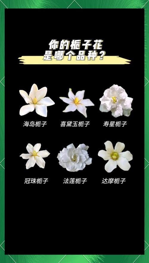 栀子花品种如何快速辨别？-图1