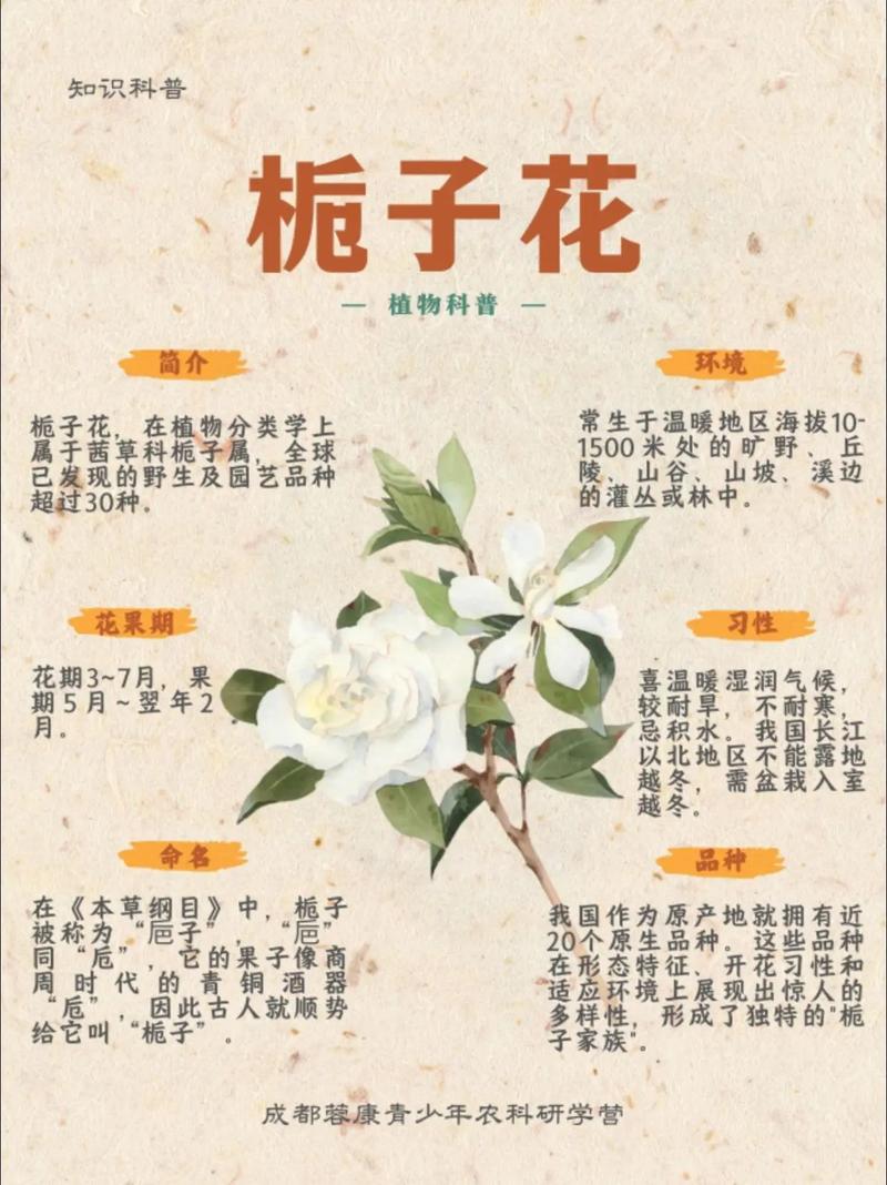 栀子花品种如何快速辨别？-图2