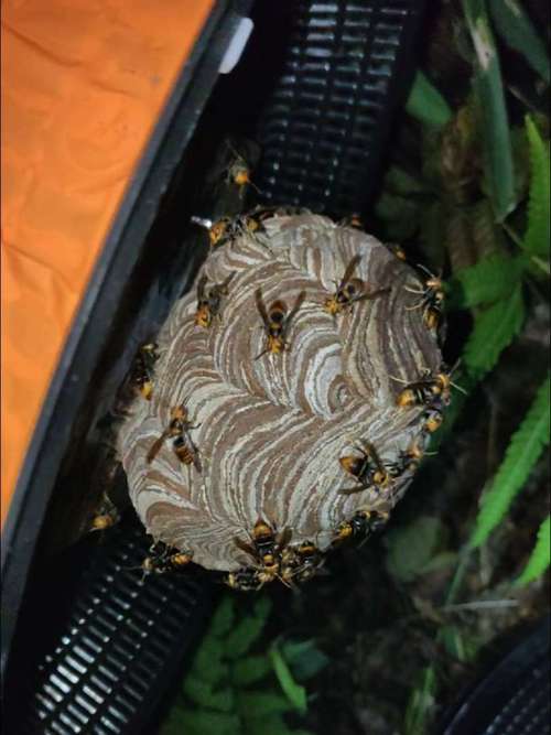 广西胡蜂养殖技术有哪些要点？-图2