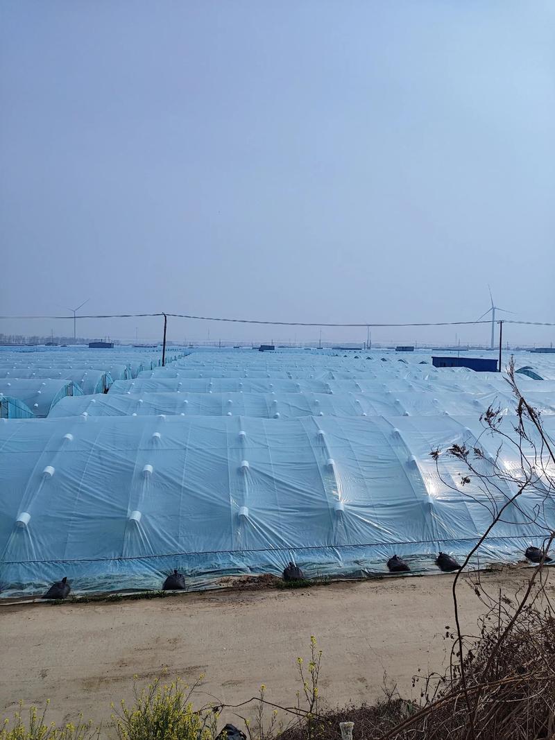 大棚龙虾养殖技术视频怎么学？-图1