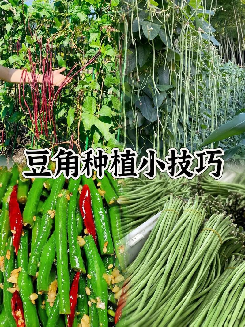 春季大棚豆角如何高效种植？-图1