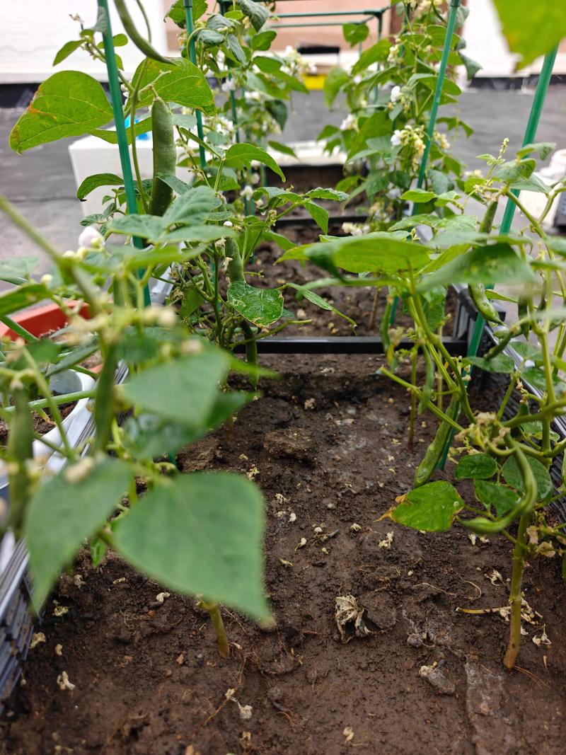 春季大棚豆角如何高效种植？-图2