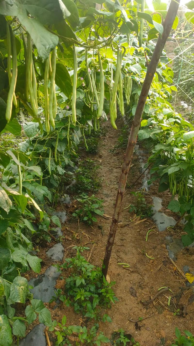 春季大棚豆角如何高效种植？-图3