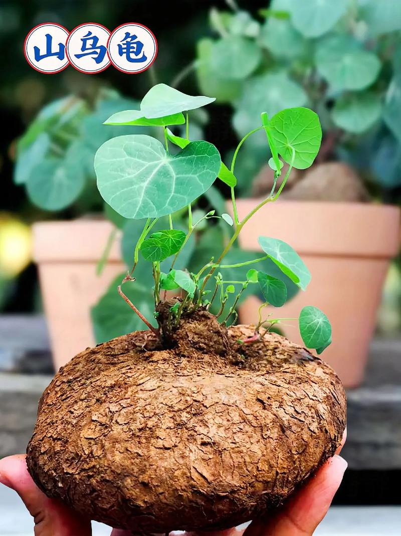 金不换植物品种有哪些？-图2