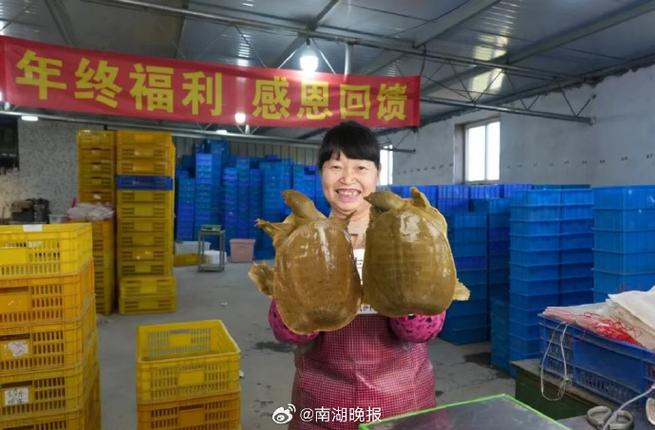 2025生态甲鱼价格会涨还是跌？-图2