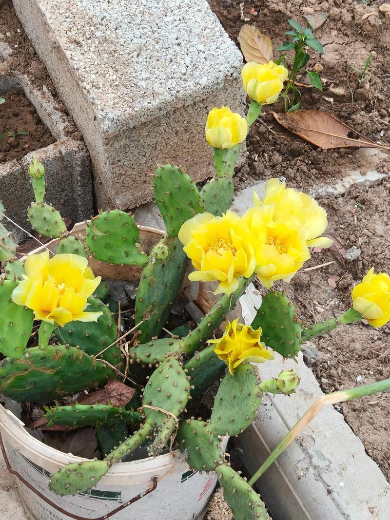 什么仙人掌会开花？-图1