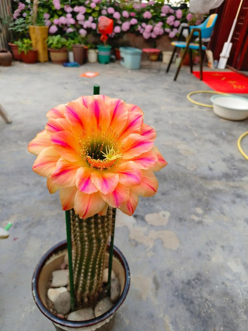 什么仙人掌会开花？-图3