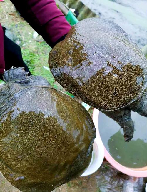 生态甲鱼养殖技术视频，如何高效实现？-图2