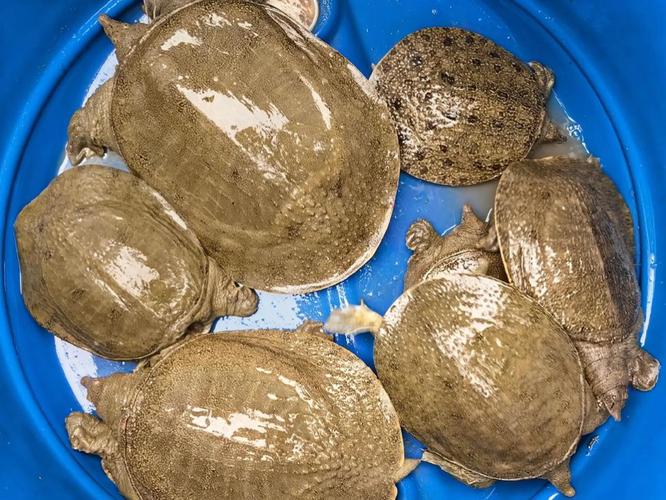 生态甲鱼养殖技术视频，如何高效实现？-图3