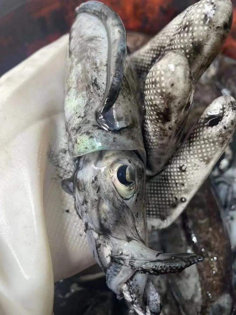 墨鱼养殖技术视频怎么学才高效？-图1