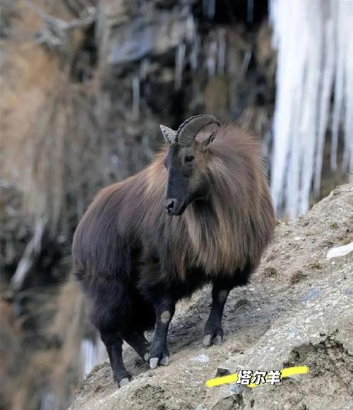 哪种羊品种最罕见？-图2