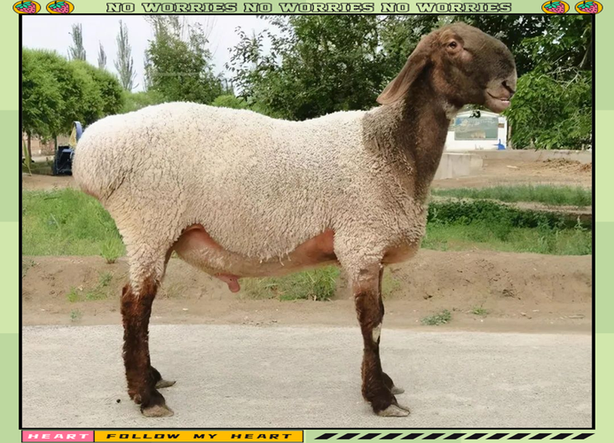 哪种羊品种最罕见？-图3