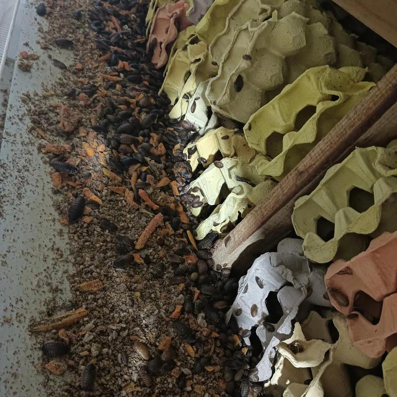 可做饲料的蟑螂品种-图2
