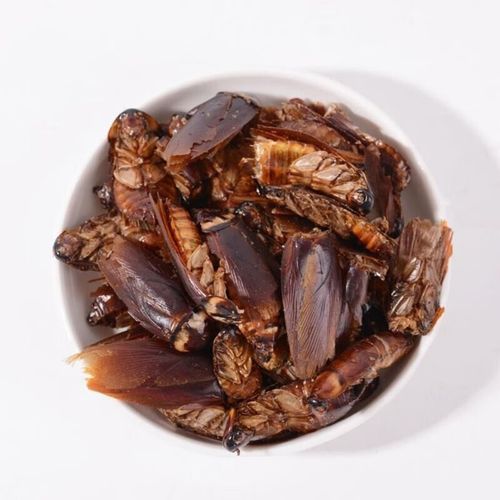 可做饲料的蟑螂品种-图1