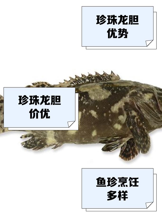 珍珠龙胆池塘养殖技术要点有哪些？-图2