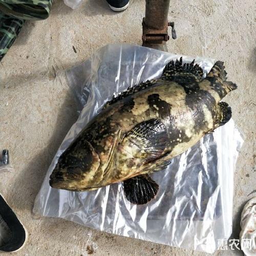 珍珠龙胆池塘养殖技术要点有哪些？-图3