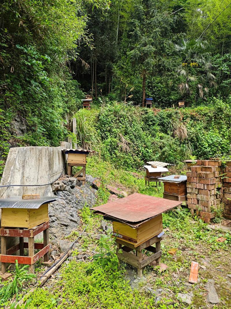 中蜂养殖哪个品种最好？-图2