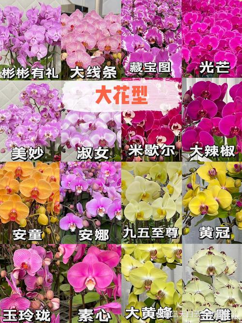 如何准确鉴别蝴蝶兰品种？-图2