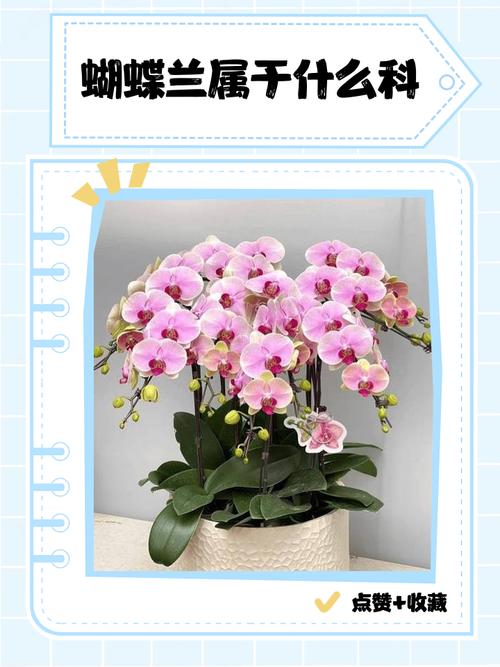 如何准确鉴别蝴蝶兰品种？-图1