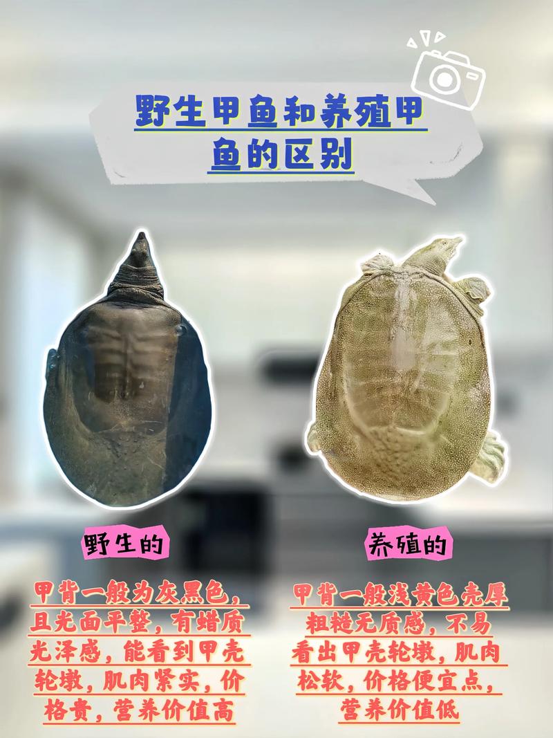 野生甲鱼怎么养？养殖技术有哪些要点？-图2