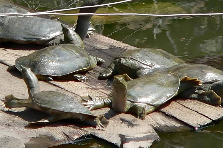 野生甲鱼怎么养？养殖技术有哪些要点？-图1