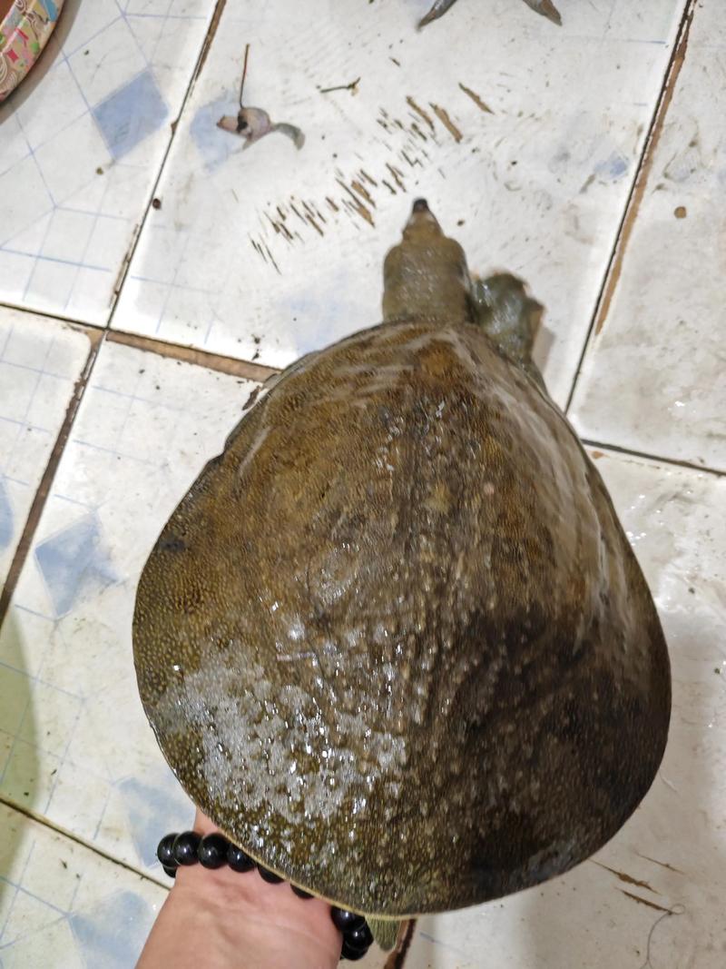 野生甲鱼怎么养？养殖技术有哪些要点？-图3