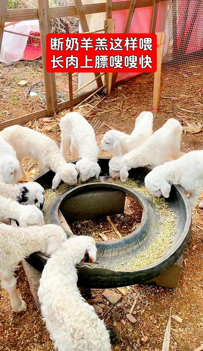 圈养绵羊养殖技术视频要点有哪些？-图1