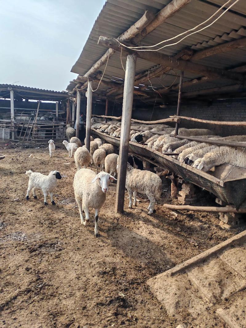 圈养绵羊养殖技术视频要点有哪些？-图2