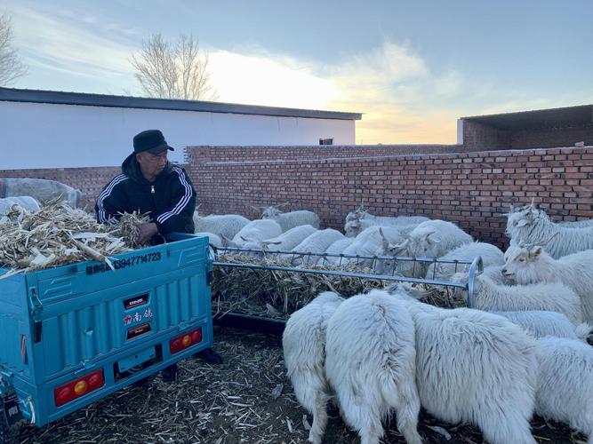 圈养绵羊养殖技术视频要点有哪些？-图3