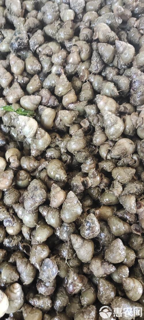 螺蛳人工养殖技术视频如何掌握关键步骤？-图1