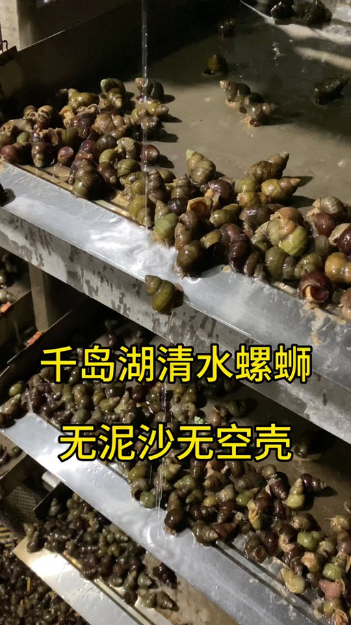 螺蛳人工养殖技术视频如何掌握关键步骤？-图2