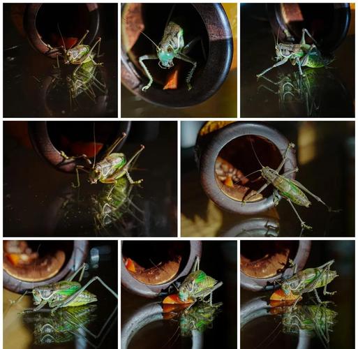 蝈蝈养殖技术视频怎么学？-图1