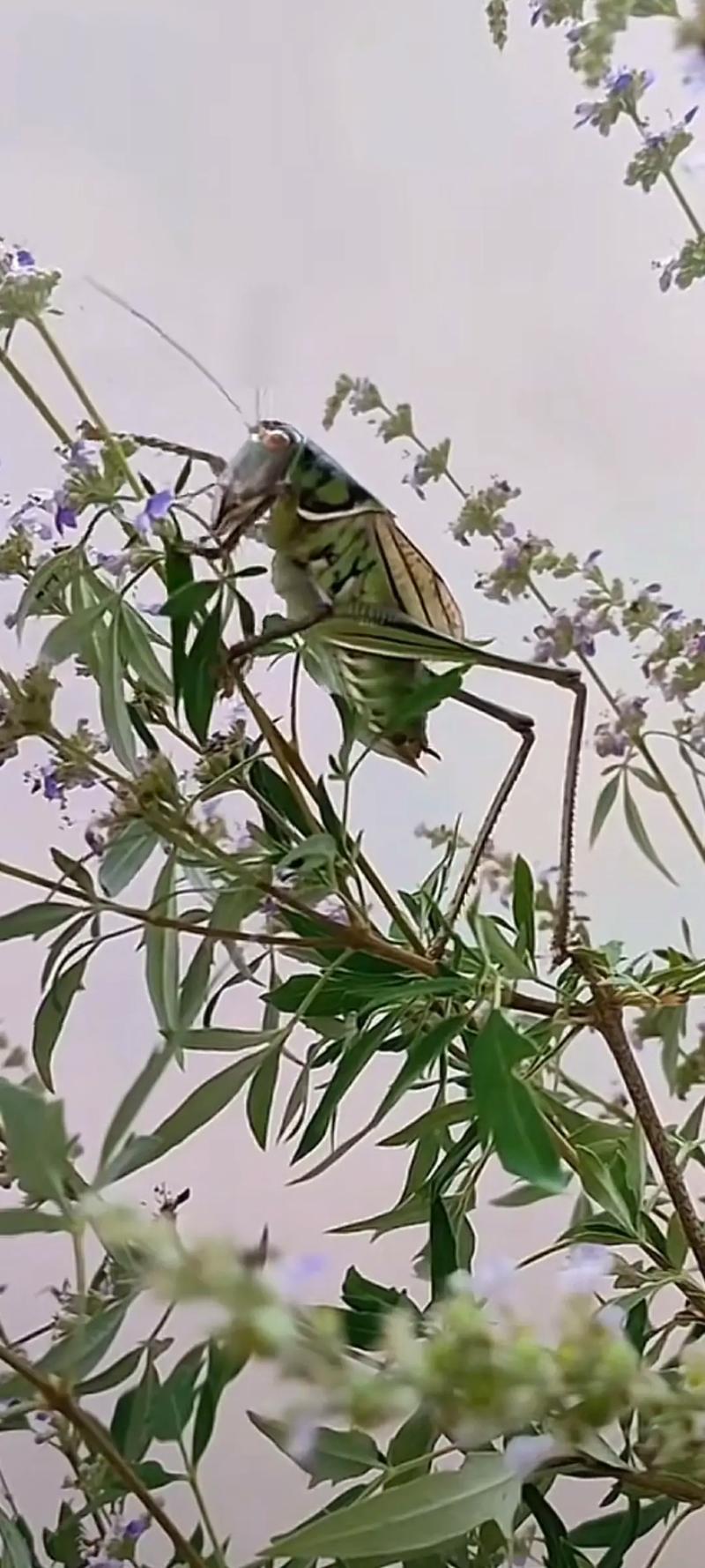 蝈蝈养殖技术视频怎么学？-图2