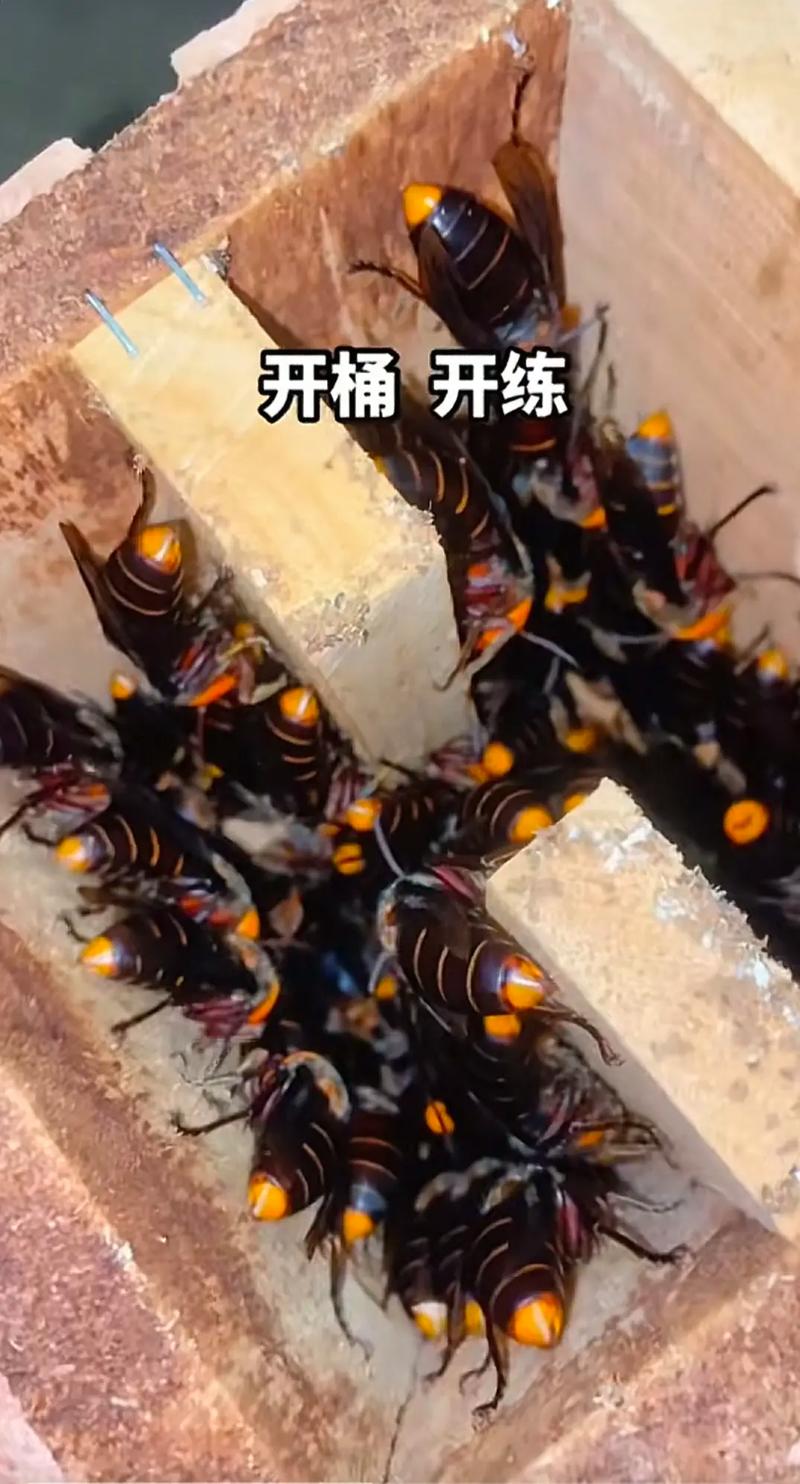 云南马蜂养殖技术视频怎么学？-图2