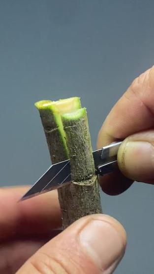 枇杷嫁接怎么操作？视频图解教你学！-图1