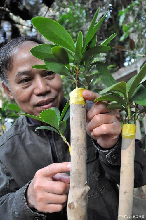 枇杷嫁接怎么操作？视频图解教你学！-图2
