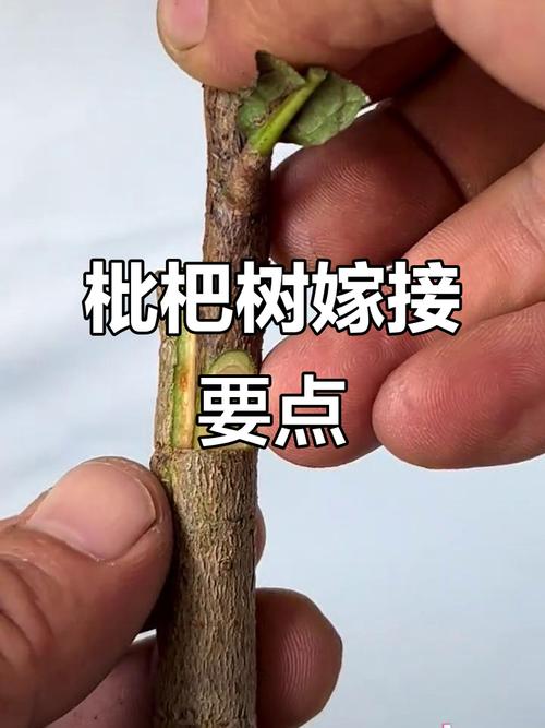 枇杷嫁接怎么操作？视频图解教你学！-图3