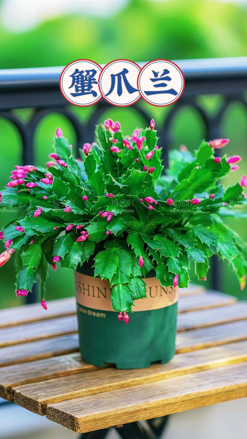 蟹瓜兰哪些品种颜值更高？-图1