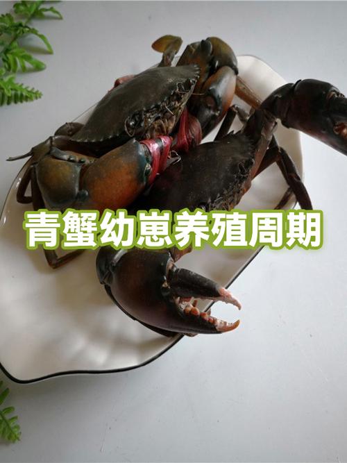 青蟹吊笼养殖技术要点有哪些？-图1