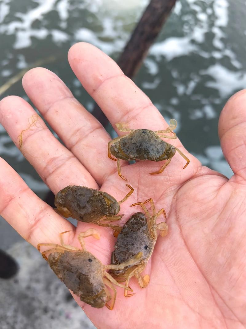 青蟹吊笼养殖技术要点有哪些？-图2