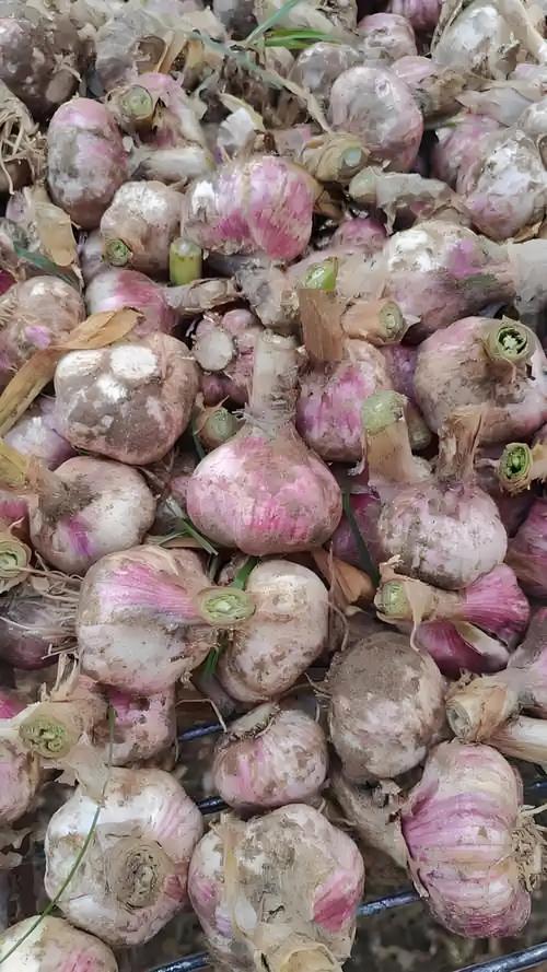 今日河南中牟大蒜价格多少钱一斤？-图2