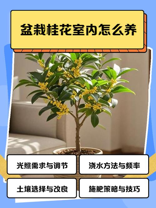 桂花栽培管理有哪些关键技术？-图1