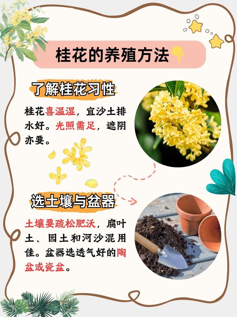 桂花栽培管理有哪些关键技术？-图2