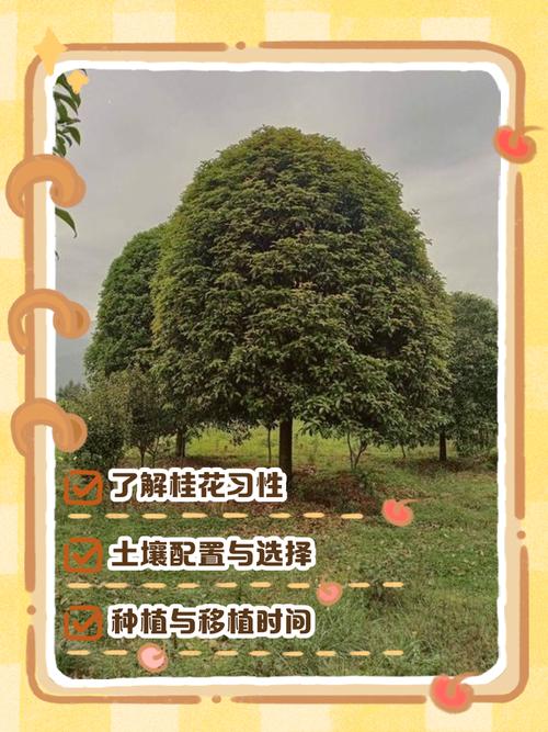 桂花栽培管理有哪些关键技术？-图3