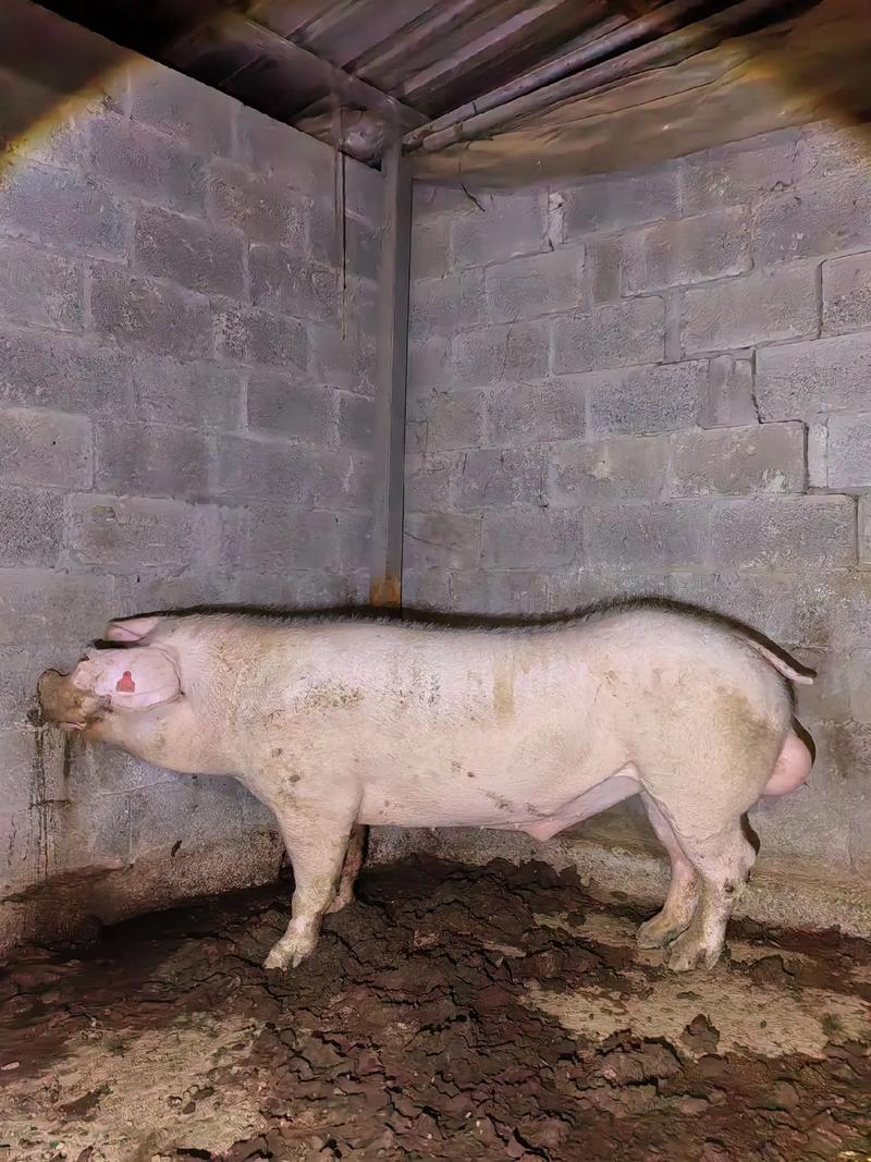 本地白猪是什么品种？-图1