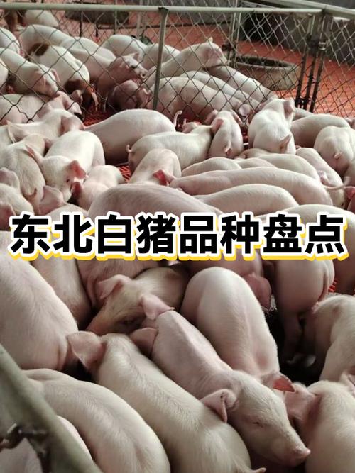 本地白猪是什么品种？-图2