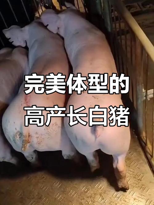 本地白猪是什么品种？-图3