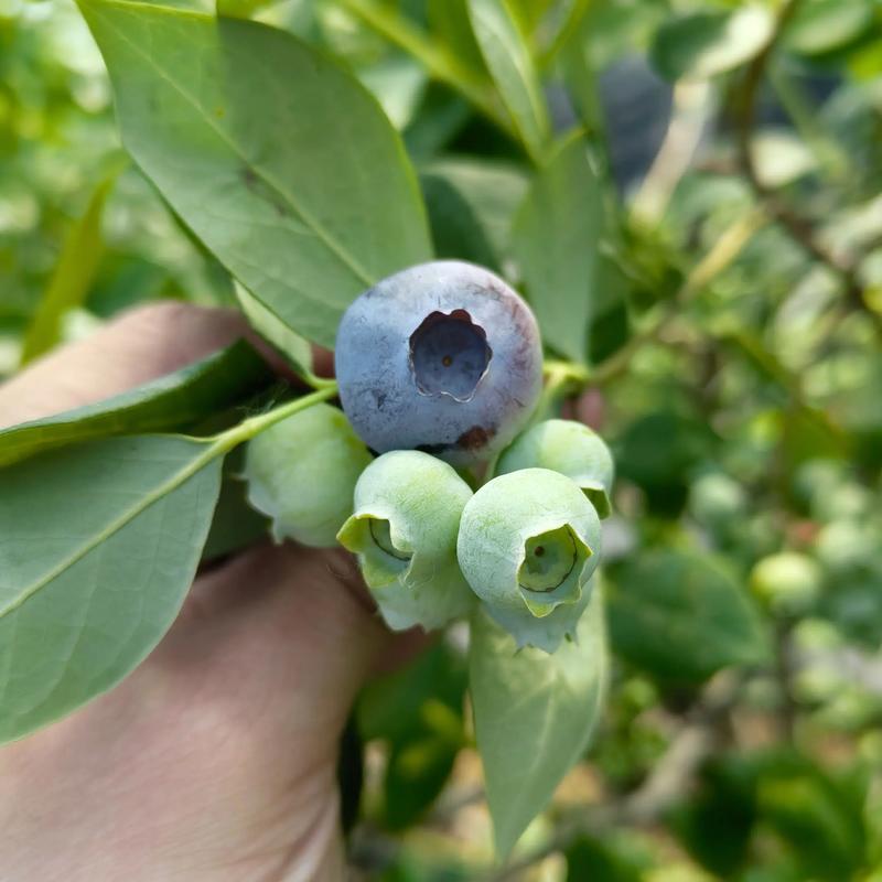 蓝莓南高丛主要品种有哪些？-图1